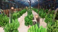 Producción de bananas